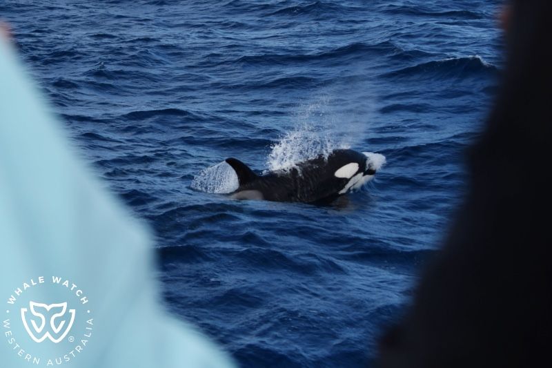 Whale Watch Western Australia