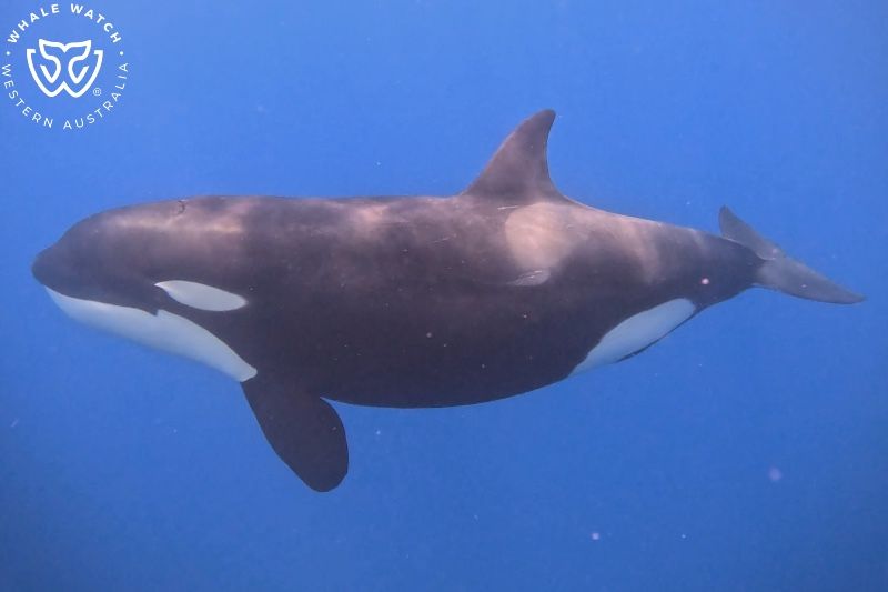 Whale Watch Western Australia