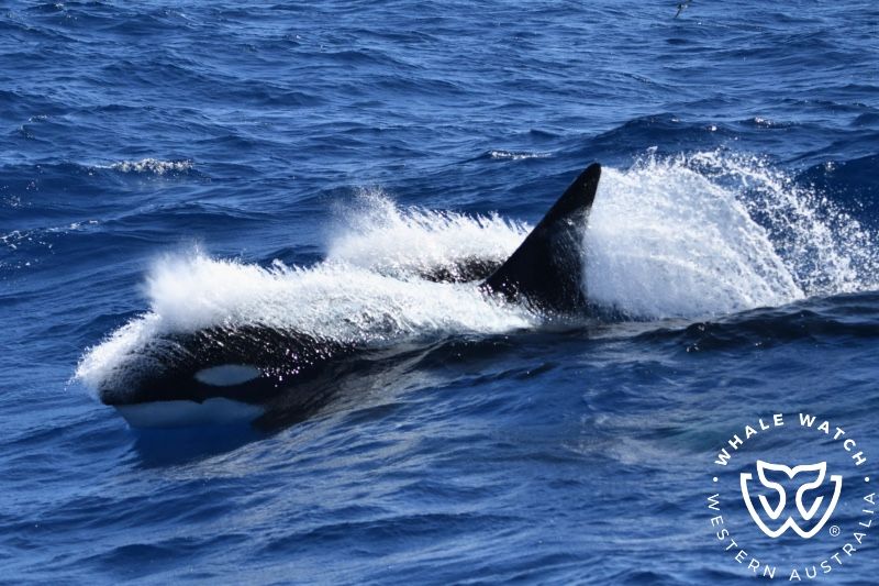 Whale Watch Western Australia