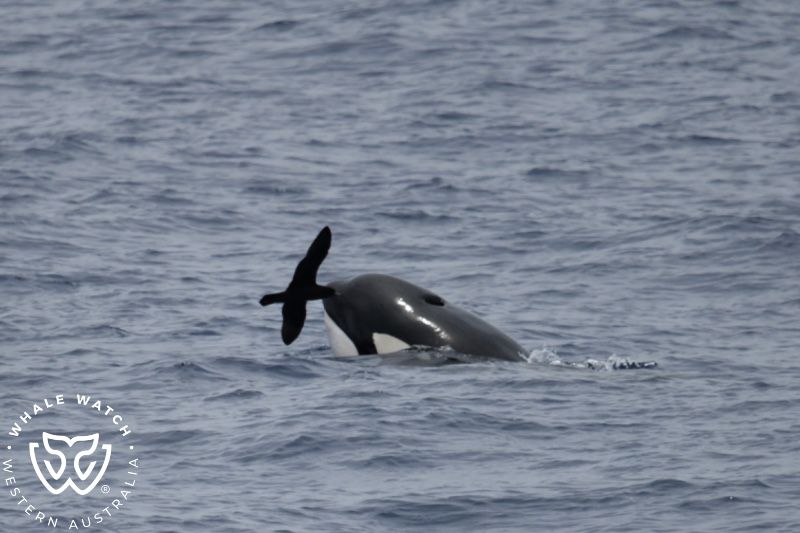 Whale Watch Western Australia