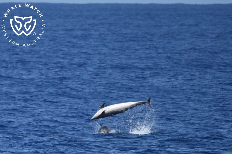Whale Watch Western Australia