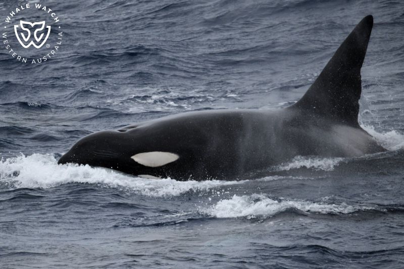 Whale Watch Western Australia