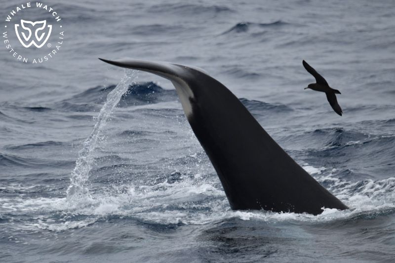 Whale Watch Western Australia