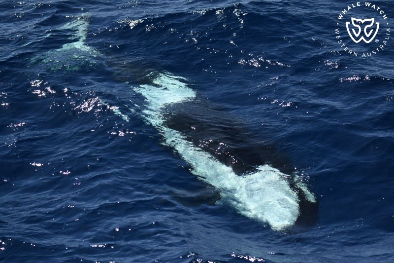 Whale Watch Western Australia