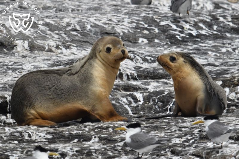 Whale Watch Western Australia
