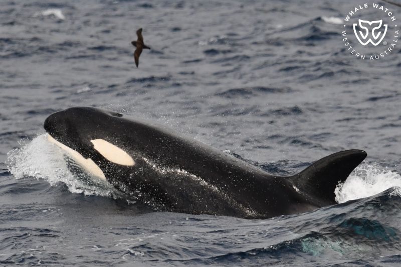 Whale Watch Western Australia