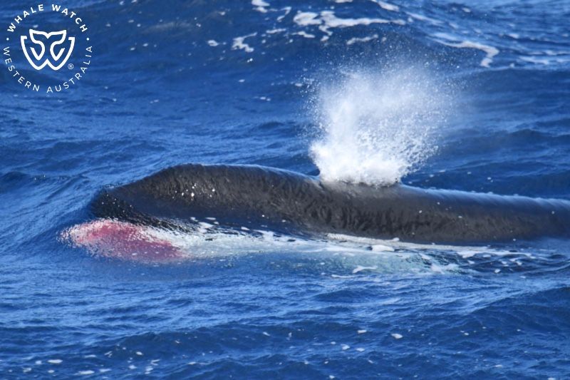Whale Watch Western Australia