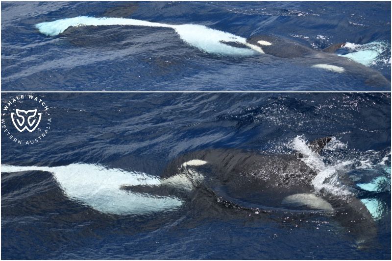 Whale Watch Western Australia