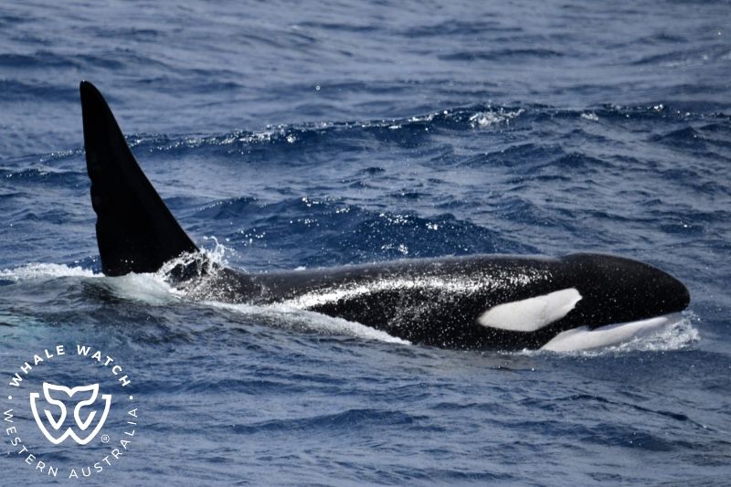 Whale Watch Western Australia