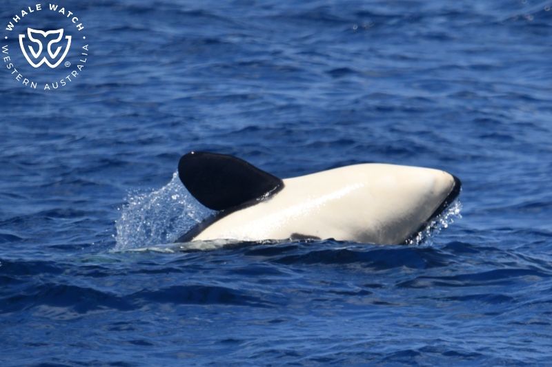 Whale Watch Western Australia
