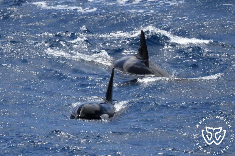 Whale Watch Western Australia