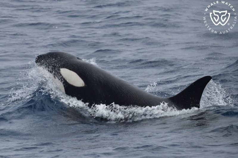 Whale Watch Western Australia