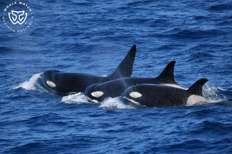 Whale Watch Western Australia