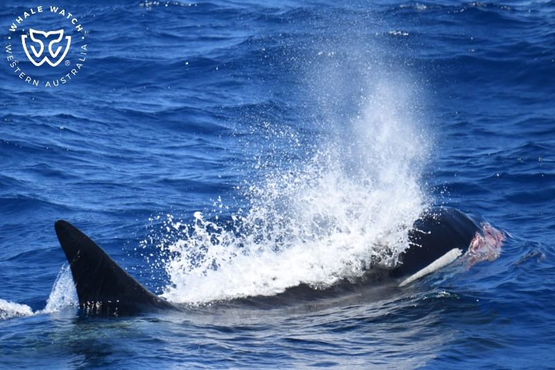 Whale Watch Western Australia