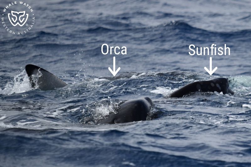 Whale Watch Western Australia