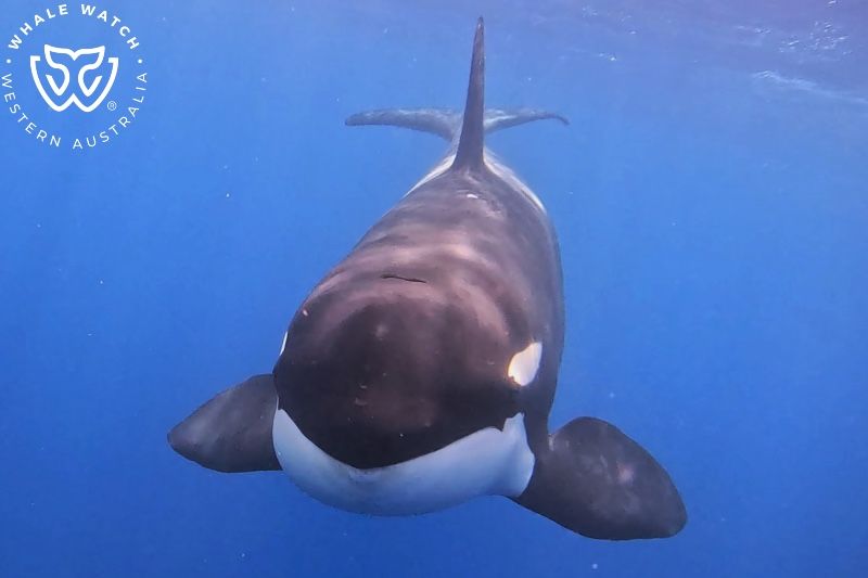 Whale Watch Western Australia