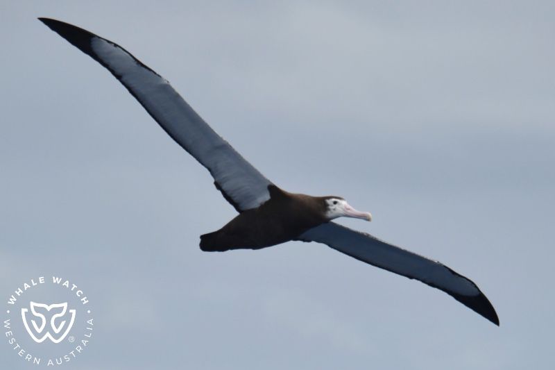 Whale Watch Western Australia