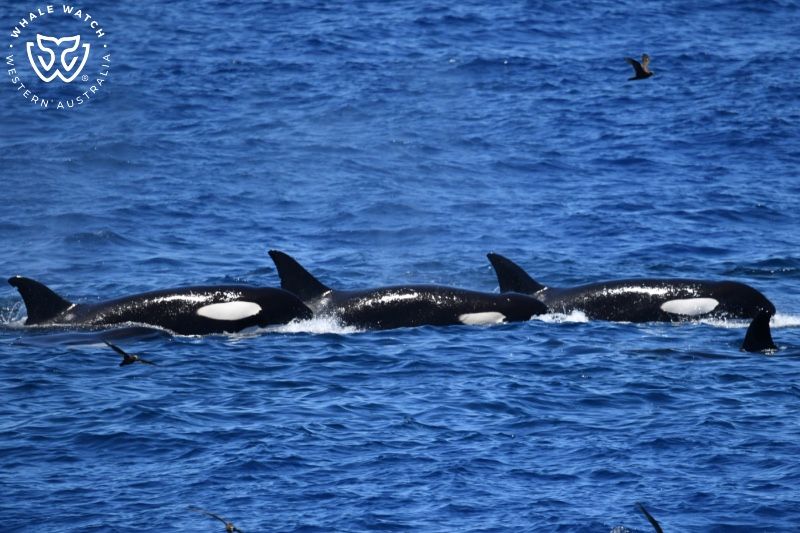 Whale Watch Western Australia