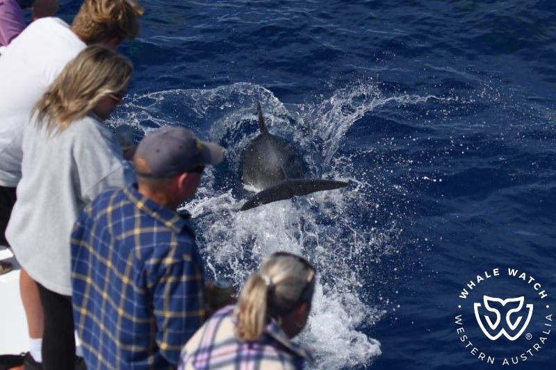 Whale Watch Western Australia