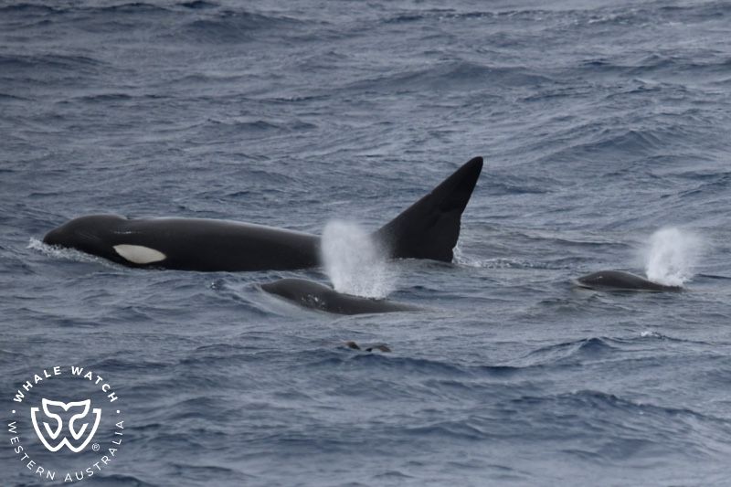 Whale Watch Western Australia