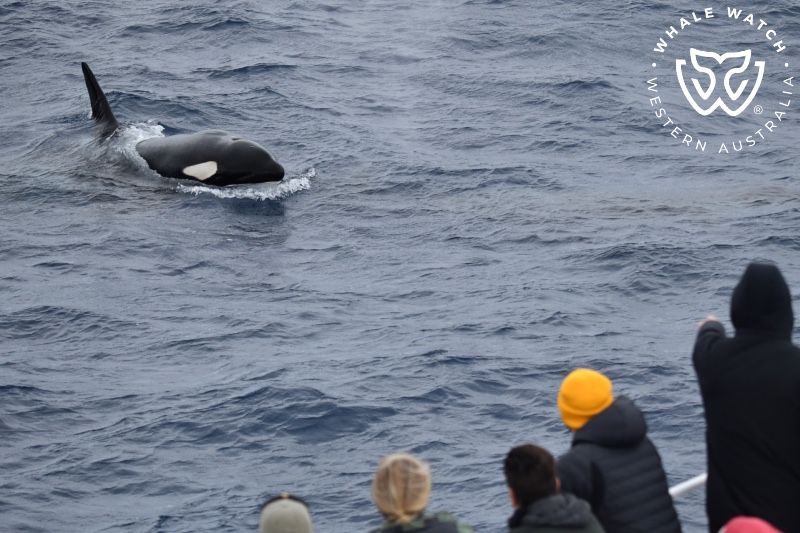 Whale Watch Western Australia