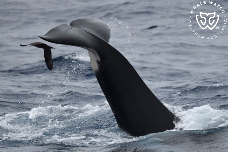 Whale Watch Western Australia