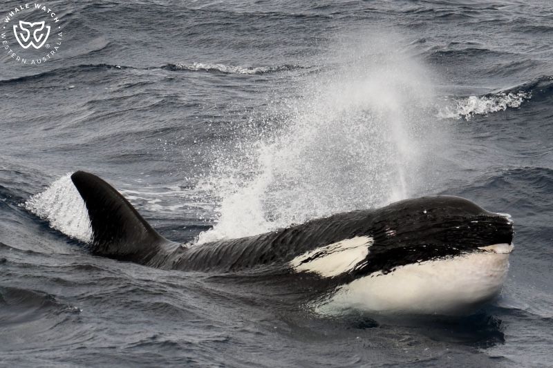 Whale Watch Western Australia