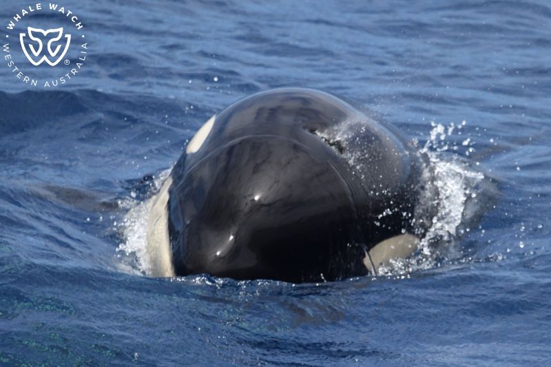 Whale Watch Western Australia