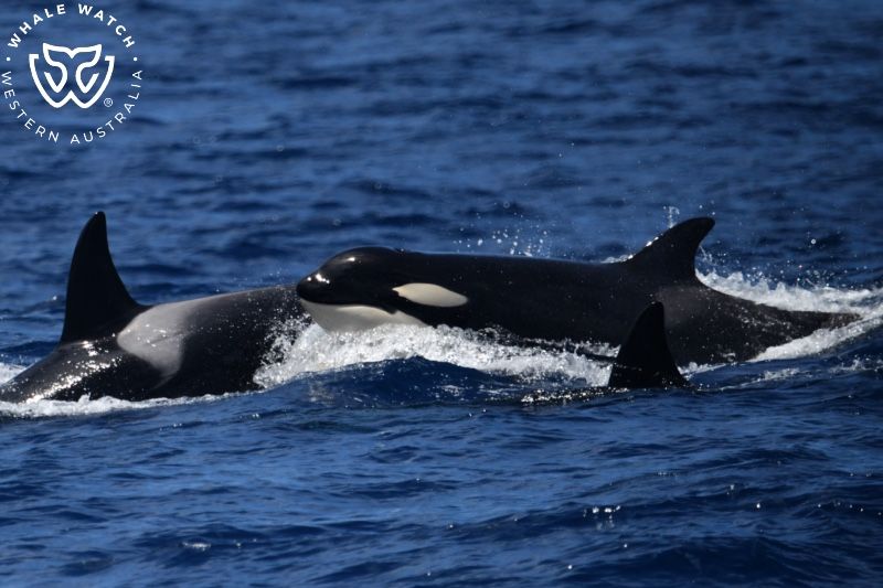 Whale Watch Western Australia