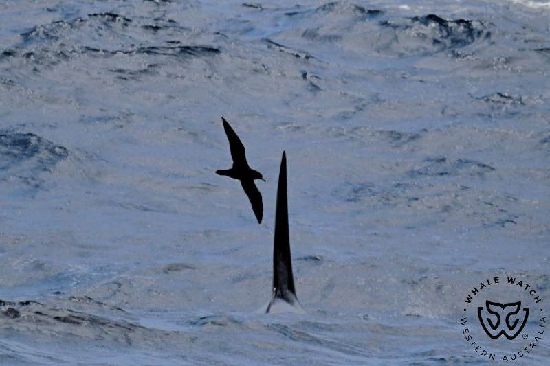 Whale Watch Western Australia