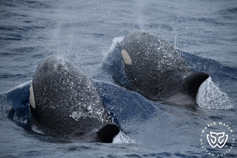 Whale Watch Western Australia
