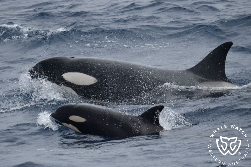 Whale Watch Western Australia