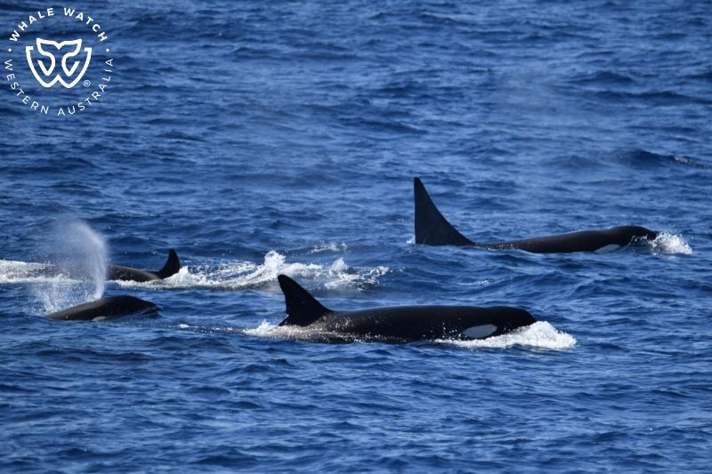 Whale Watch Western Australia