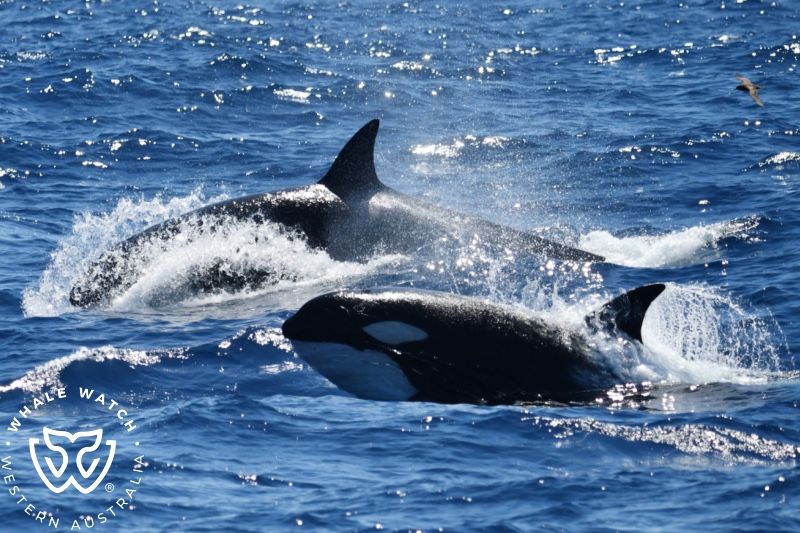 Whale Watch Western Australia