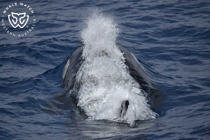 Whale Watch Western Australia