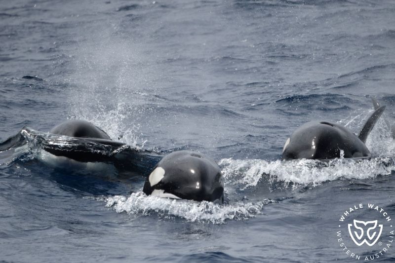 Whale Watch Western Australia