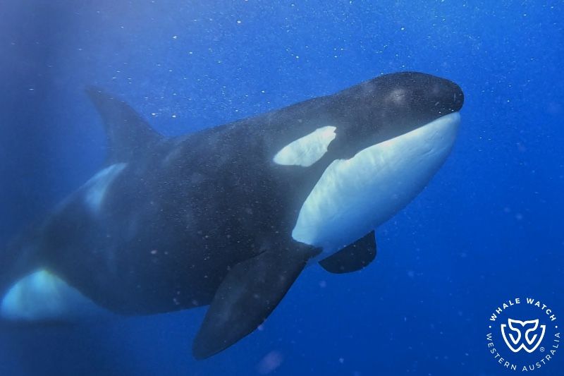 Whale Watch Western Australia