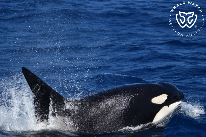 Whale Watch Western Australia