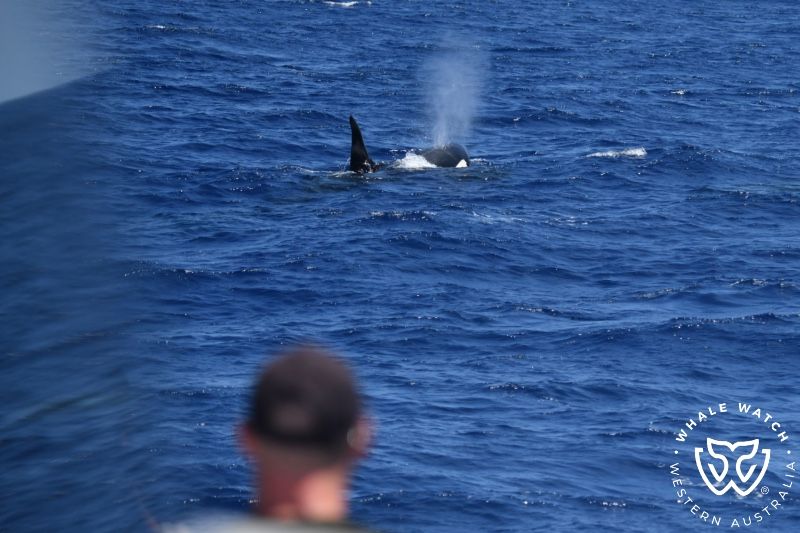 Whale Watch Western Australia
