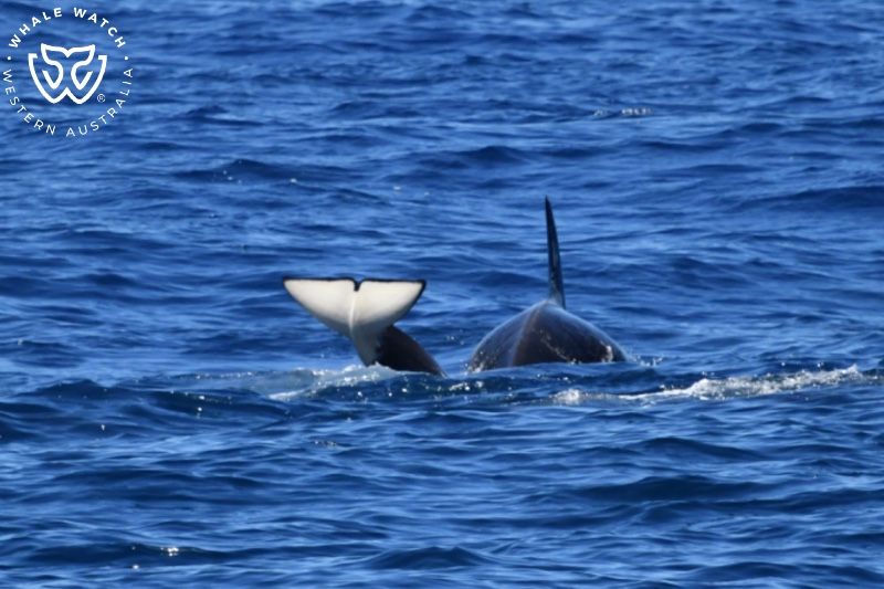 Whale Watch Western Australia