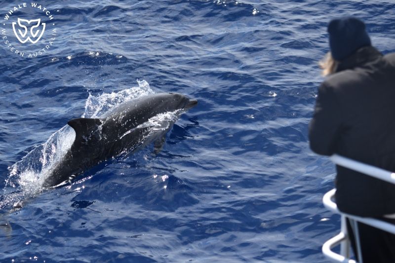 Whale Watch Western Australia