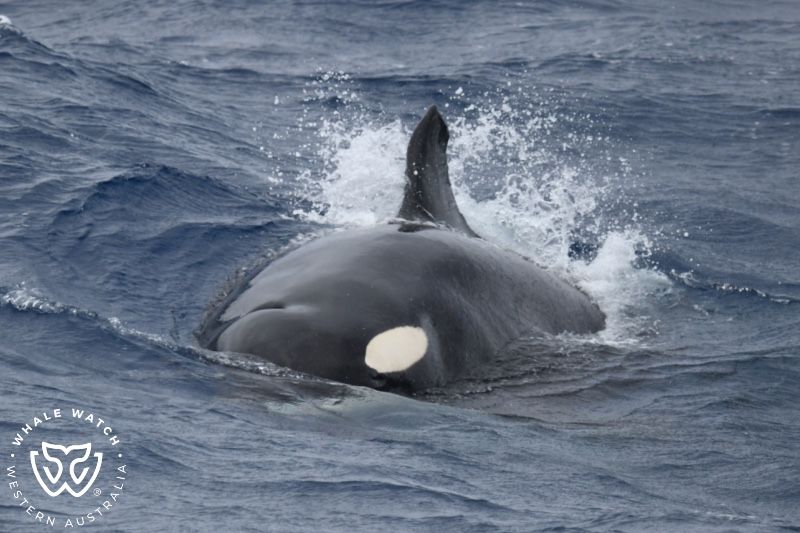 Whale Watch Western Australia