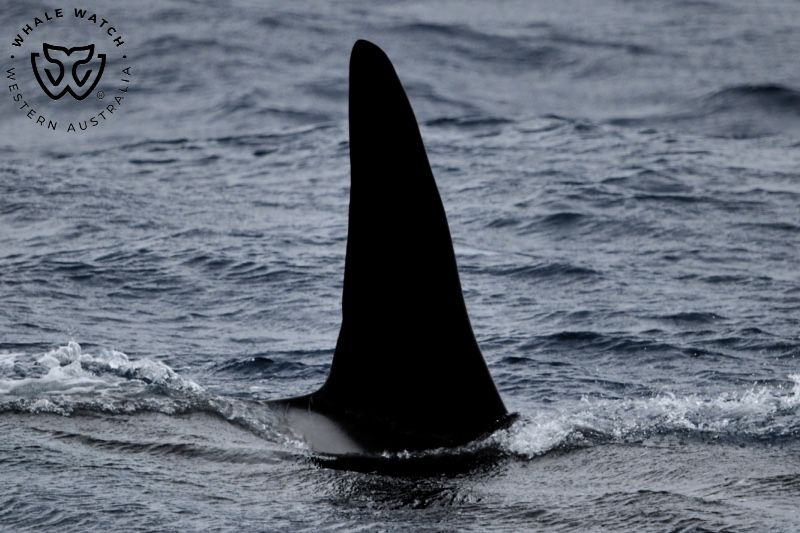 Whale Watch Western Australia