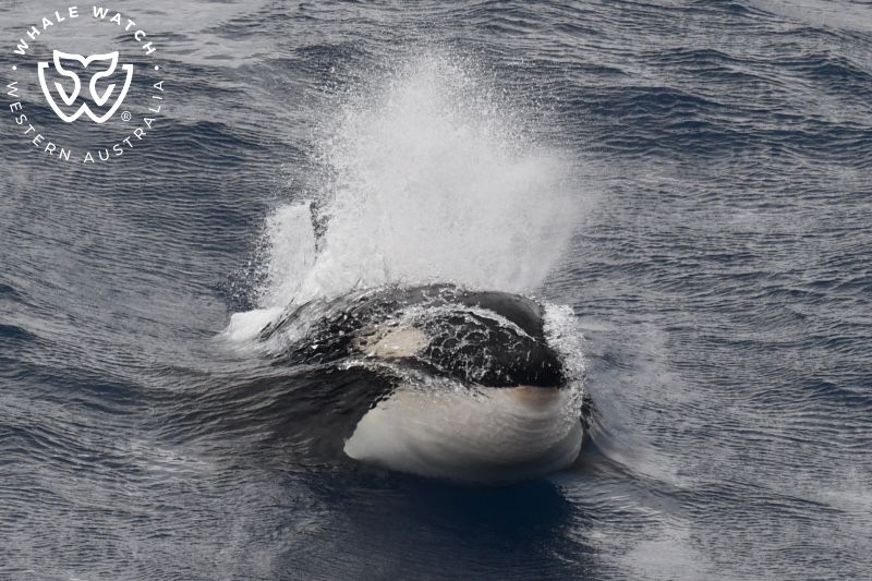 Whale Watch Western Australia
