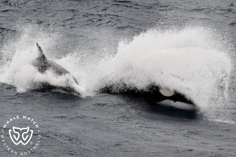 Whale Watch Western Australia