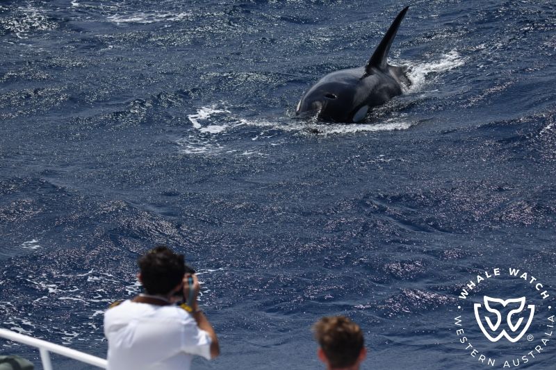 Whale Watch Western Australia