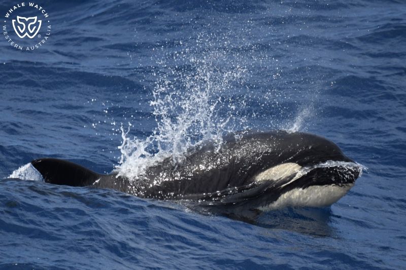 Whale Watch Western Australia