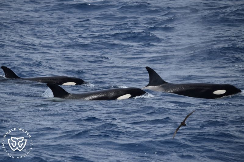 Whale Watch Western Australia