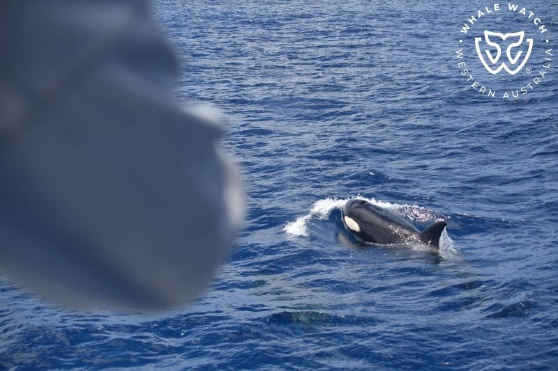 Whale Watch Western Australia