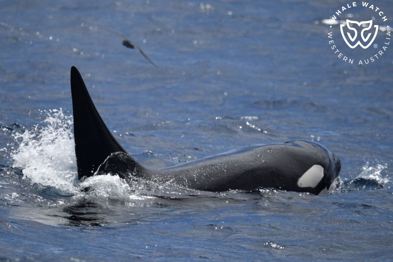 Whale Watch Western Australia